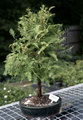 Dawn Redwood